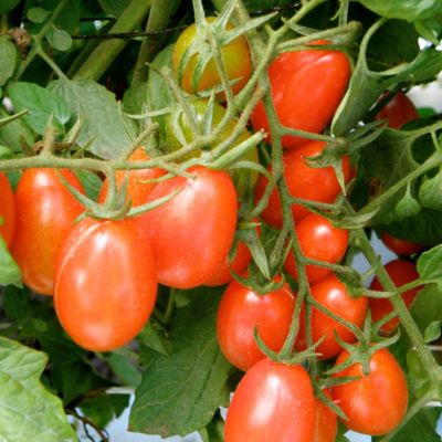 Image showing  19.3 oz. Grape (Tami G) Tomato Plants, 2 pk.