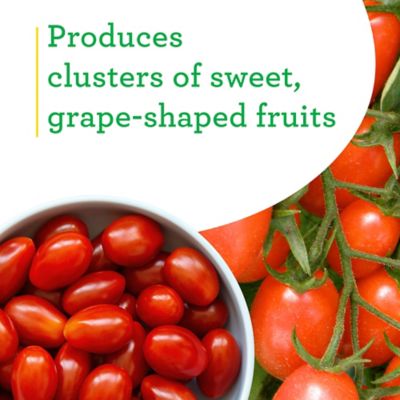 Image showing  19.3 oz. Grape (Tami G) Tomato Plants, 2 pk.