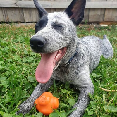 Image showing  Crazy Bounce Dog Chew Ball