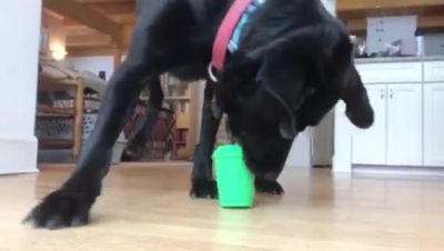 Image showing  Coffee Cup Treat Dispenser and Dog Chew Toy