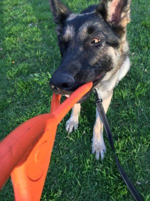 Image showing  Pop Top Rubber Can Opener Tug Dog Toy