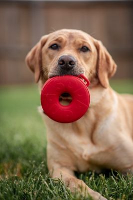 Image showing  Life Ring Treat Dispenser and Chew Interactive Dog Toy