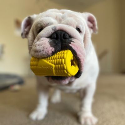 Image showing  Corn on the Cob Treat Dispenser and Chew Interactive Dog Toy