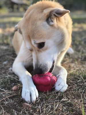 Image showing  Cupcake Treat Dispenser and Chew Interactive Dog Toy