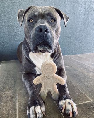 Image showing  Nylon Gingerbread Man Dog Chew Toy