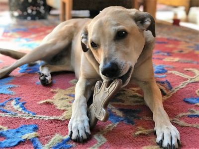 Image showing  Nylon Gingerbread Man Dog Chew Toy