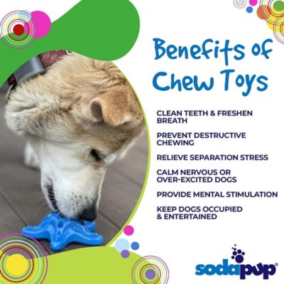 Image showing  Nylon Starfish Chew and Enrichment Dog Toy