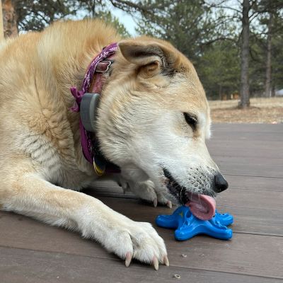 Image showing  Nylon Starfish Chew and Enrichment Dog Toy