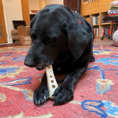 Image showing  Nylon Mod Bone Chew and Enrichment Dog Toy