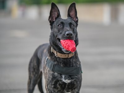Image showing  Large Grenade Dog Chew Toy and Treat Dispenser, Red