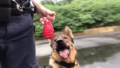 Image showing  Grenade Tug and Retrieving Rope Dog Toy