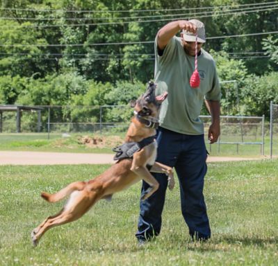 Image showing  Grenade Tug and Retrieving Rope Dog Toy