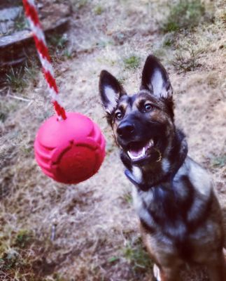 Image showing  Stars and Stripes Tug and Retrieving Rope Dog Toy