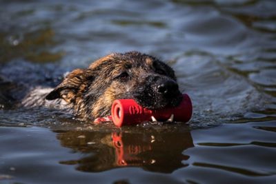 Image showing  Firecracker Floating Retrieving Dog Toy