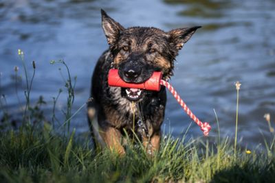 Image showing 5 th SodaPup Firecracker Floating Retrieving Dog Toy
