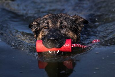 Image showing 6 th SodaPup Firecracker Floating Retrieving Dog Toy