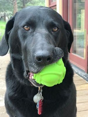 Image showing  Bullfrog Treat Dispenser and Dog Chew Toy