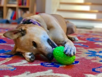 Image showing  Dinosaur Egg Treat Dispenser and Dog Chew Toy