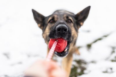 Image showing 5 th SodaPup Heart Tug and Retrieving Rope Dog Toy
