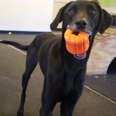 Image showing  Jack-o-Lantern Tug and Retrieving Dog Chew Toy