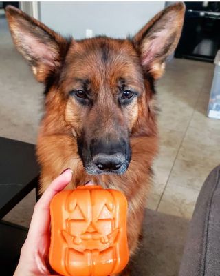 Image showing  Jack-o-Lantern Tug and Retrieving Dog Chew Toy