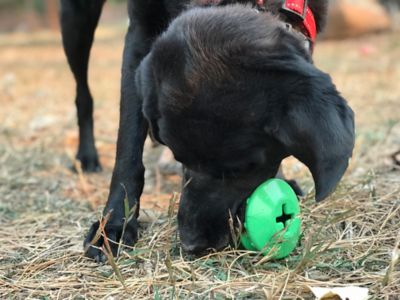 Image showing  Christmas Tree Treat Dispenser and Dog Chew Toy