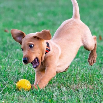 Image showing 5 th SodaPup ID Ball Rubber Dog Chew Toy