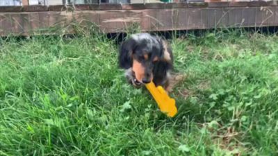 Image showing  Nylon Pipe Wrench Dog Chew Toy