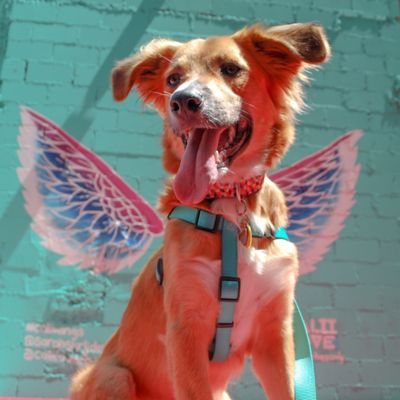 Image showing  Adjustable Dog Harness