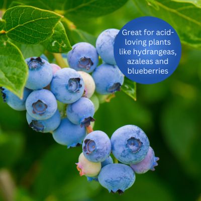 Image showing  Fast Acting Sulfur with Nutri-Bond, 5,000 sq. ft., 11883-80