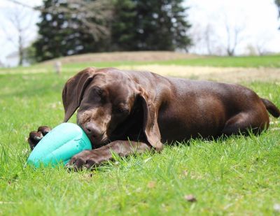 Image showing 5 th Chew King Dog Toys, 2-Pack