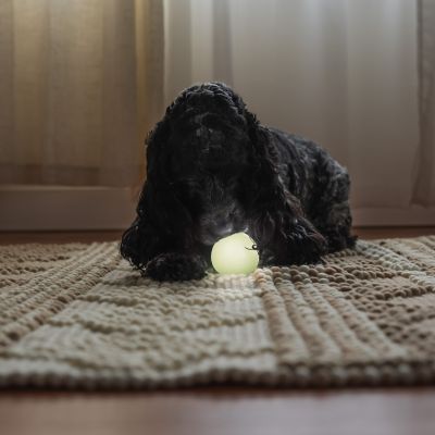 Image showing  Glow Fetch Ball Combo Dog Toys, 4-Pack