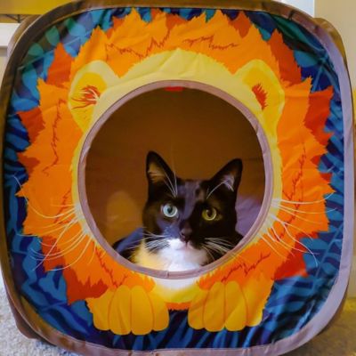 Image showing  36 in. L Jungle Collapsible Cat Play Combo