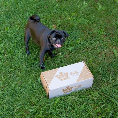 Image showing 7 th Chew King Medium Dog Toy Box