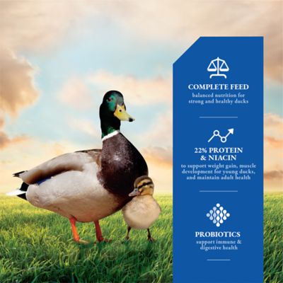 Image showing  22% Crumbled Duck Feed, 10 lb. Bag