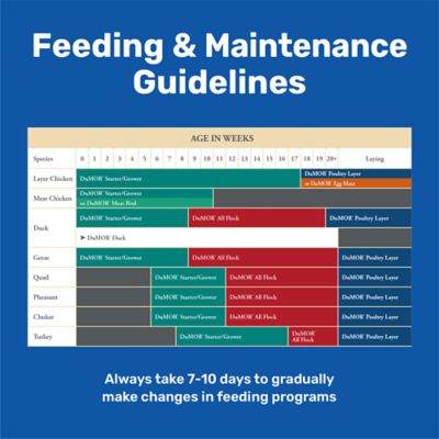 Image showing  22% Crumbled Duck Feed, 10 lb. Bag