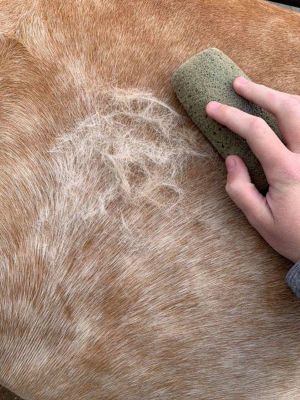 Image showing  Groomer Pumice Stone