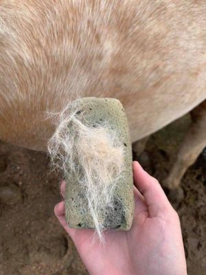 Image showing  Groomer Pumice Stone
