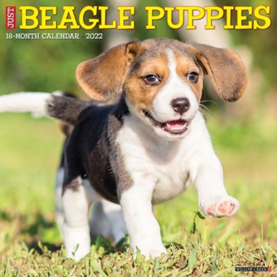 Beagle Puppy Dog Sport Waist Bag Fanny Pack Adjustable For Run