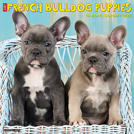 French Bulldog Sticker set Kawaii Dogs for paper craft and agenda or decoration 