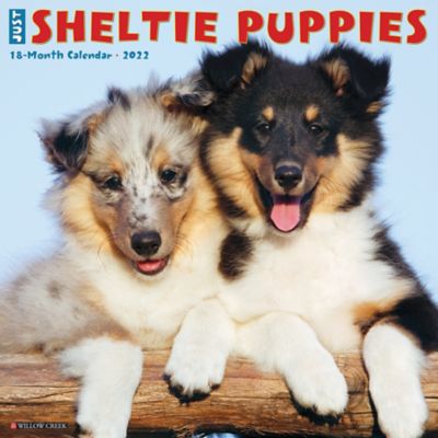 Willow Creek Press Just Sheltie Puppies 2022 Wall Calendar 19573 At Tractor Supply Co