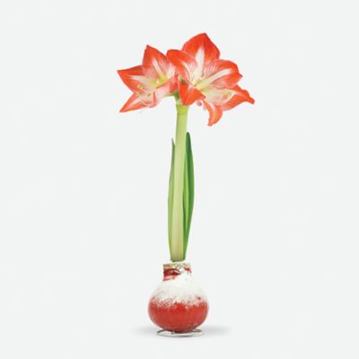 Image showing  Red Waxed Amaryllis Plant with Snow
