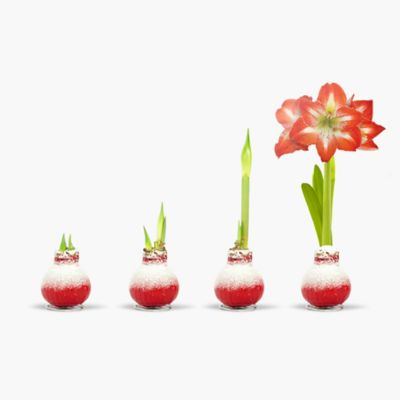 Image showing  Red Waxed Amaryllis Plant with Snow