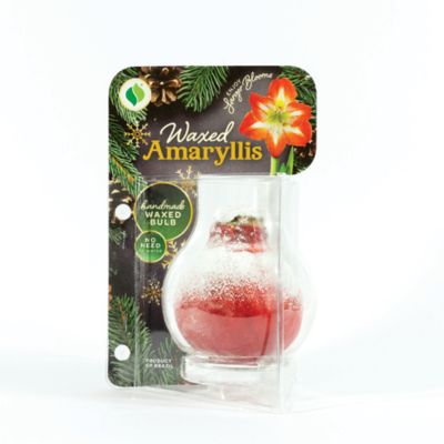 Image showing  Red Waxed Amaryllis Plant with Snow