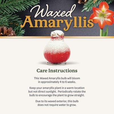 Image showing  Red Waxed Amaryllis Plant with Snow