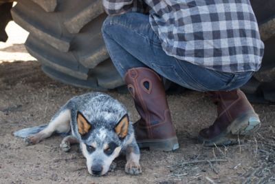 Image showing 6 th Steel Blue Men's Blue Heeler Western Square Steel Toe Work Boots
