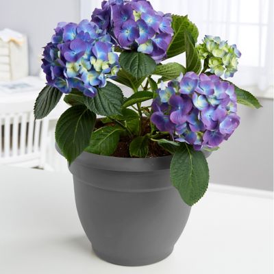 Image showing 7 th Bloem 6 gal. Plastic Ariana Self-Watering Planter, 16 in.