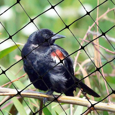 Image showing  14 ft. x 200 ft. Lightweight Plastic Bird Netting