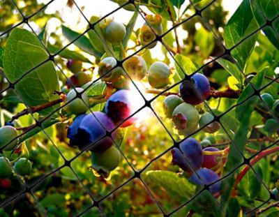 Image showing  14 ft. x 200 ft. Lightweight Plastic Bird Netting