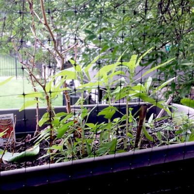 Image showing 7 th Bird-X 14 ft. x 200 ft. Lightweight Plastic Bird Netting